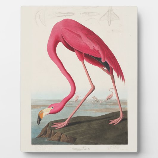 Rosa Flamingo von John Audubon Fotoplatte (Vorderseite)