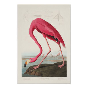 Rosa Flamingo von John Audubon Poster