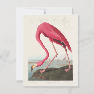 Rosa Flamingo von John Audubon Postkarte