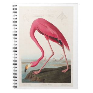 Rosa Flamingo von Vögeln Amerikas (1827) Notizblock