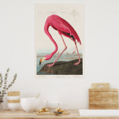 Rosa Flamingo von Vögeln Amerikas (1827) Poster (Küche)