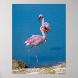 Rosa Flamingos am See Poster