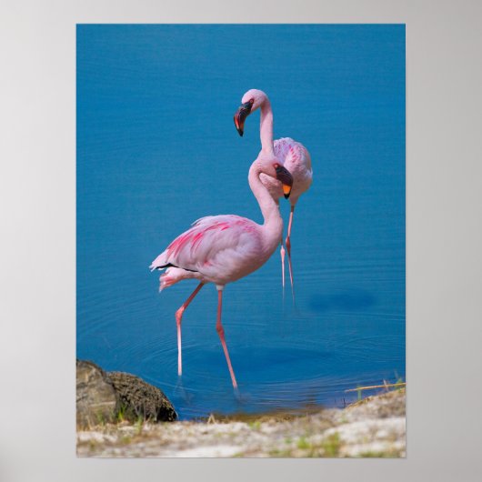 Rosa Flamingos am See Poster (Vorne)
