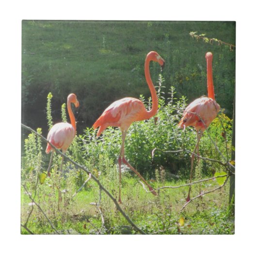 Rosa Flamingos Fliese (Vorderseite)