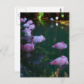 Rosa Flamingos Foto Postkarte (Vorne/Hinten)