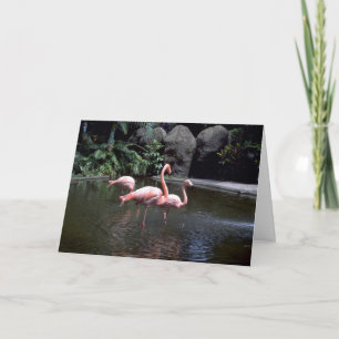 Rosa Flamingos im Teich, St. Petersburg, Florida, Karte