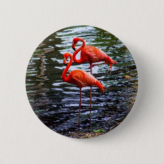 Rosa Flamingos im Wasser Button (Vorderseite)