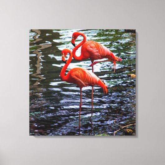 Rosa Flamingos im Wasser Leinwanddruck (Vorderseite)
