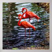 Rosa Flamingos im Wasser Poster (Vorne)