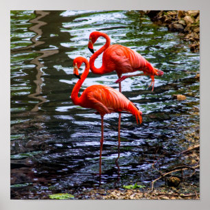 Rosa Flamingos im Wasser Poster
