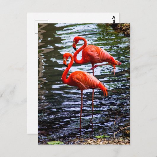 Rosa Flamingos im Wasser Postkarte (Vorne/Hinten)
