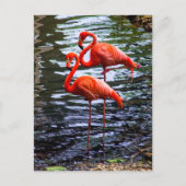 Rosa Flamingos im Wasser Postkarte (Vorderseite)