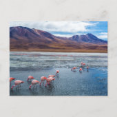Rosa Flamingos in Bolivien Postkarte (Vorderseite)