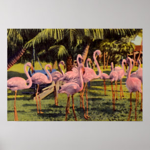 Rosa Flamingos in Florida Poster