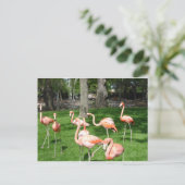 Rosa Flamingos Postkarte (Stehend Vorderseite)
