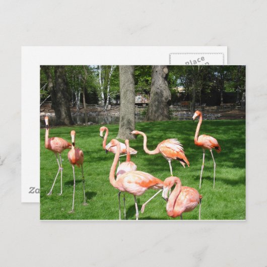 Rosa Flamingos Postkarte (Vorne/Hinten)