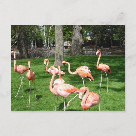 Rosa Flamingos Postkarte (Vorderseite)