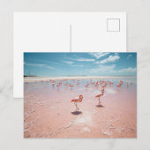 Rosa Flamingos  Postkarte (Vorne/Hinten)