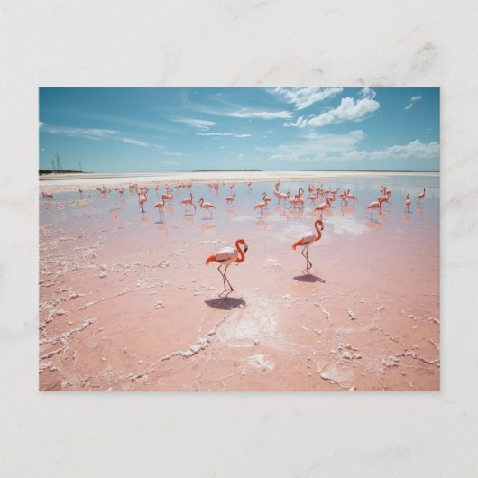 Rosa Flamingos  Postkarte (Vorderseite)