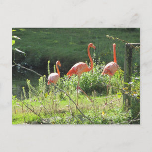 Rosa Flamingos Postkarte