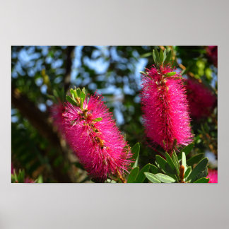 Rosa Flaschenbürsten-Blumen-Foto-Druck Poster