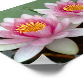 Rosa Floating Wasserlilie Lotus Poster (Ecke)