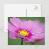 Rosa Floral Postkarte (Vorne/Hinten)