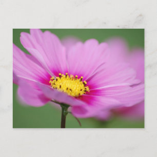 Rosa Floral Postkarte
