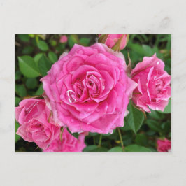 Rosa Floral Postkarte