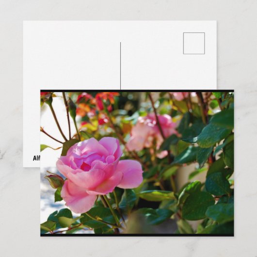 Rosa Floral Rose Postkarte (Vorne/Hinten)