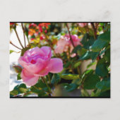 Rosa Floral Rose Postkarte (Vorderseite)