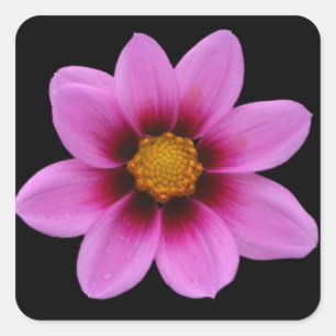 Rosa, florale Kunst Quadratischer Aufkleber