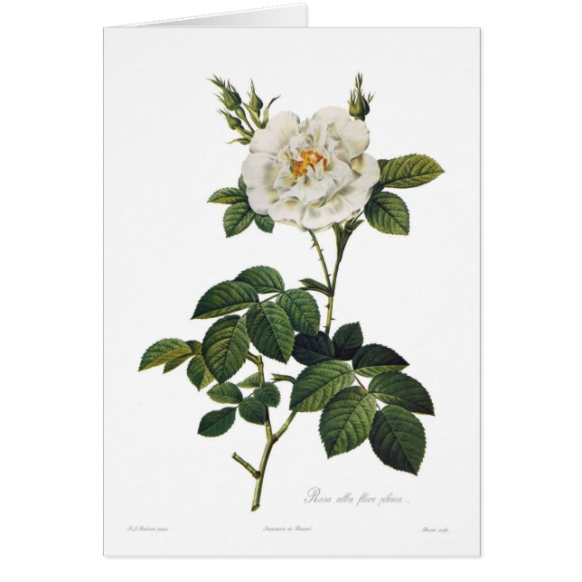 Rosa flore Plenum alba (Vorne)