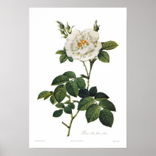 Rosa flore Plenum alba Poster