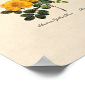 Rosa Foetida Poster (Ecke)