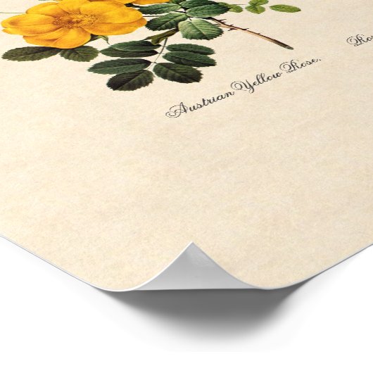 Rosa Foetida Poster (Ecke)