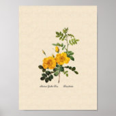 Rosa Foetida Poster (Vorne)
