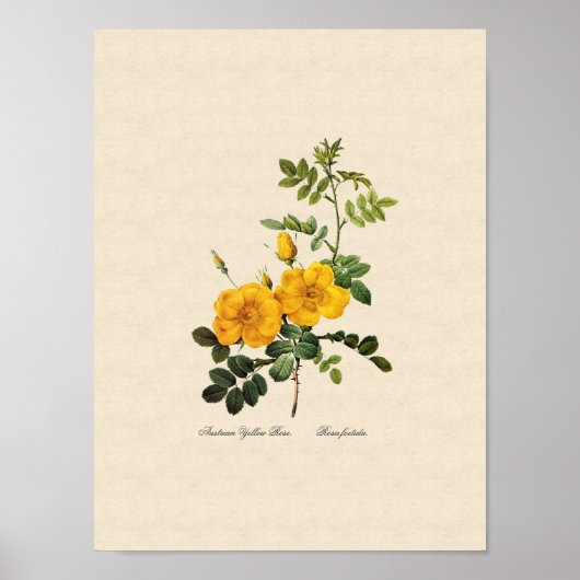 Rosa Foetida Poster (Vorne)