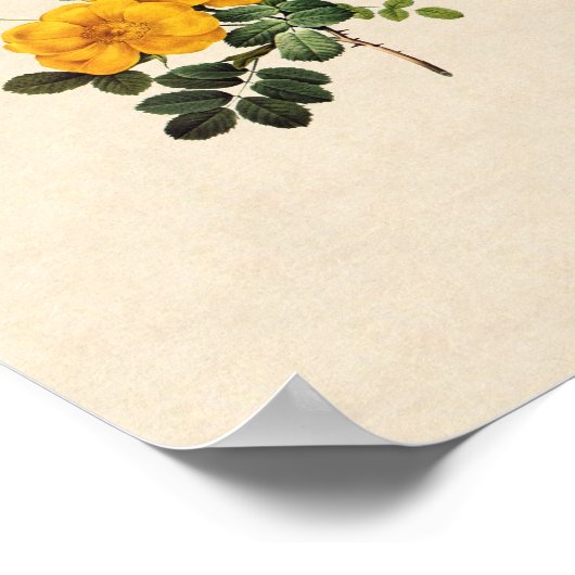 Rosa Foetida Poster (Ecke)