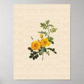 Rosa Foetida Poster (Vorne)