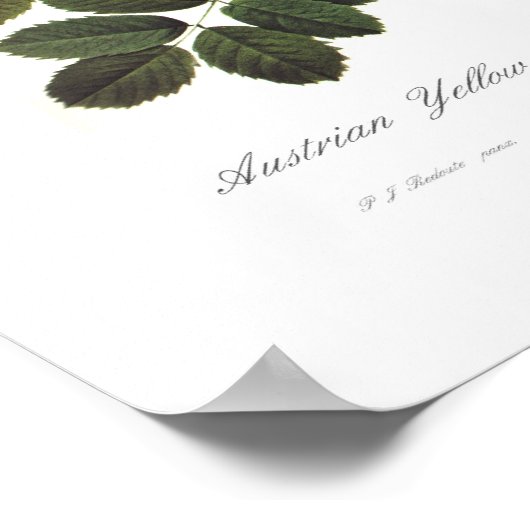 Rosa Foetida Poster (Ecke)