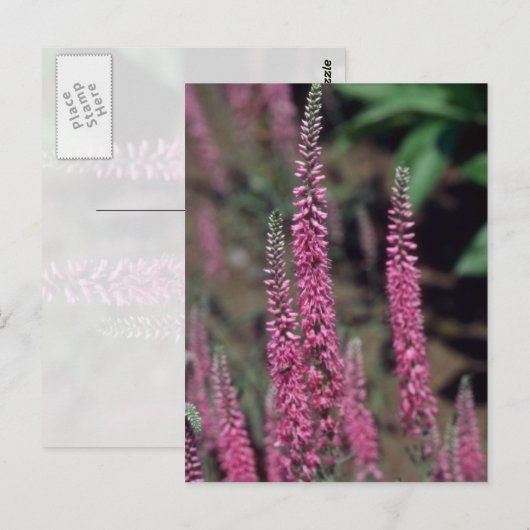 Rosa Forma (Veronica Longifolia) Blume Postkarte (Vorne/Hinten)