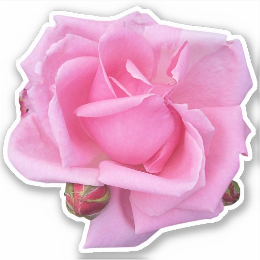 Rosa Foto Aufkleber (Vorderseite)