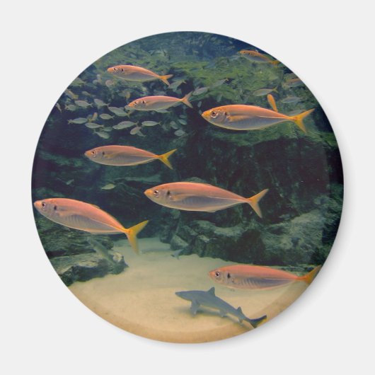 Rosa Foto Magnet (Vorne)