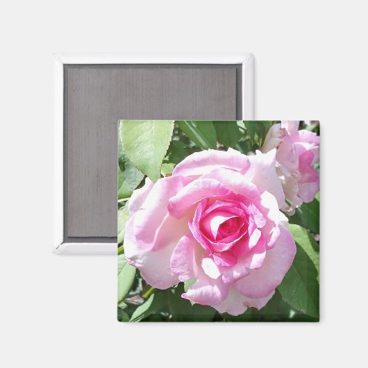 Rosa Foto Square Magnet (Vorderseite/Rückseite)