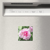 Rosa Foto Square Magnet (In Situ (Geschirrspüler))