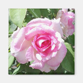 Rosa Foto Square Magnet (Vorne)