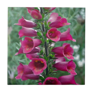 Rosa Foxglove-Blume Fliese