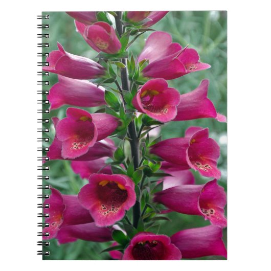 Rosa Foxglove-Blume Notizblock (Vorderseite)
