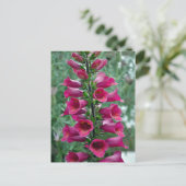 Rosa Foxglove-Blume Postkarte (Stehend Vorderseite)